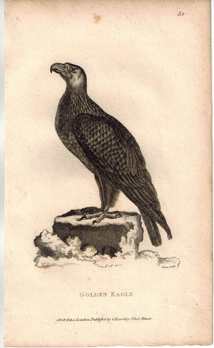 Golden Eagle Print 1809 George Shaw Original Engraving