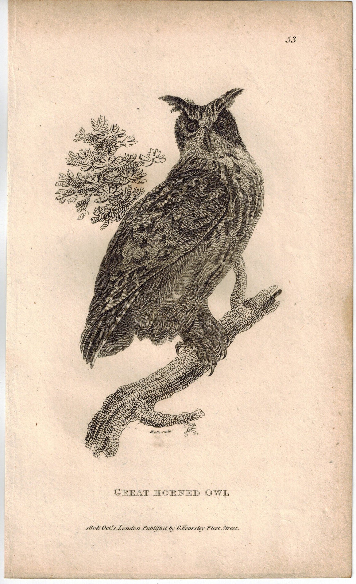 Great Horned Owl Print 1809 George Shaw Original Engraving