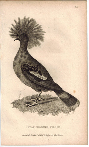 Great Crowed Pigeon Print 1809 George Shaw Original Engraving