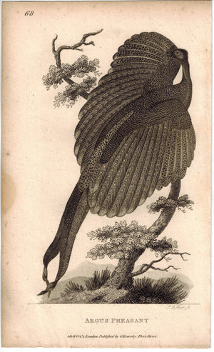 Argus Pheasant Print 1809 George Shaw Original Engraving