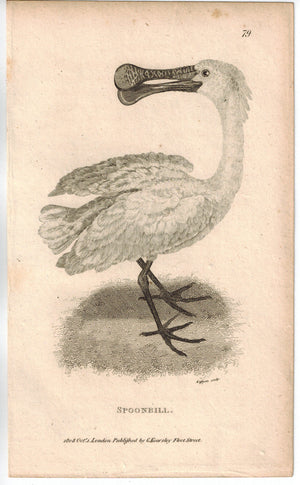 Spoonbill Print 1809 George Shaw Original Engraving