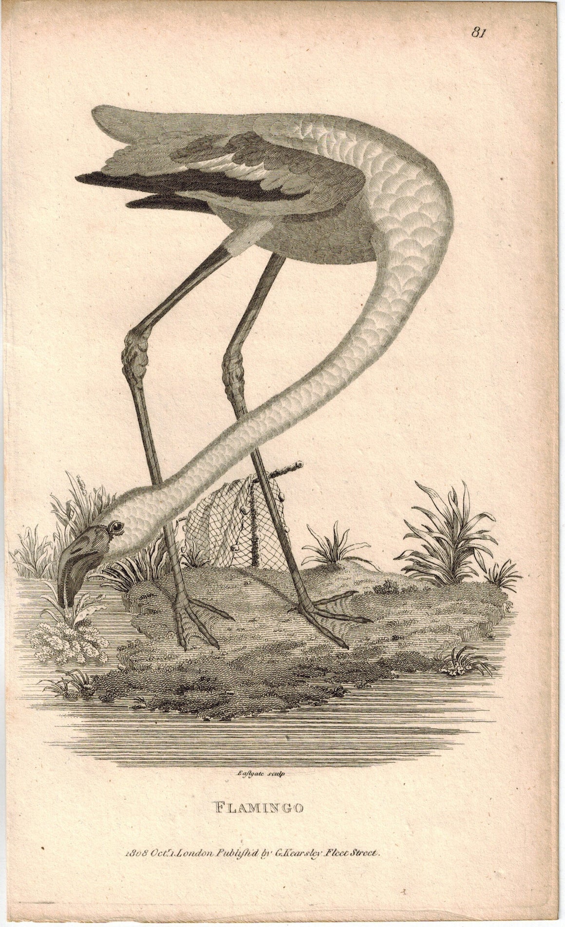 Flamingo Print 1809 George Shaw Original Engraving