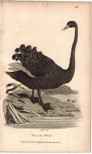 Black Swan Print 1809 George Shaw Original Engraving