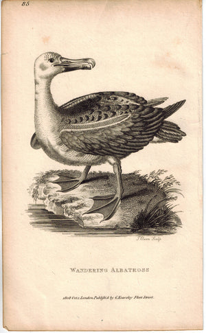 Wandering Albatross Print 1809 George Shaw Original Engraving