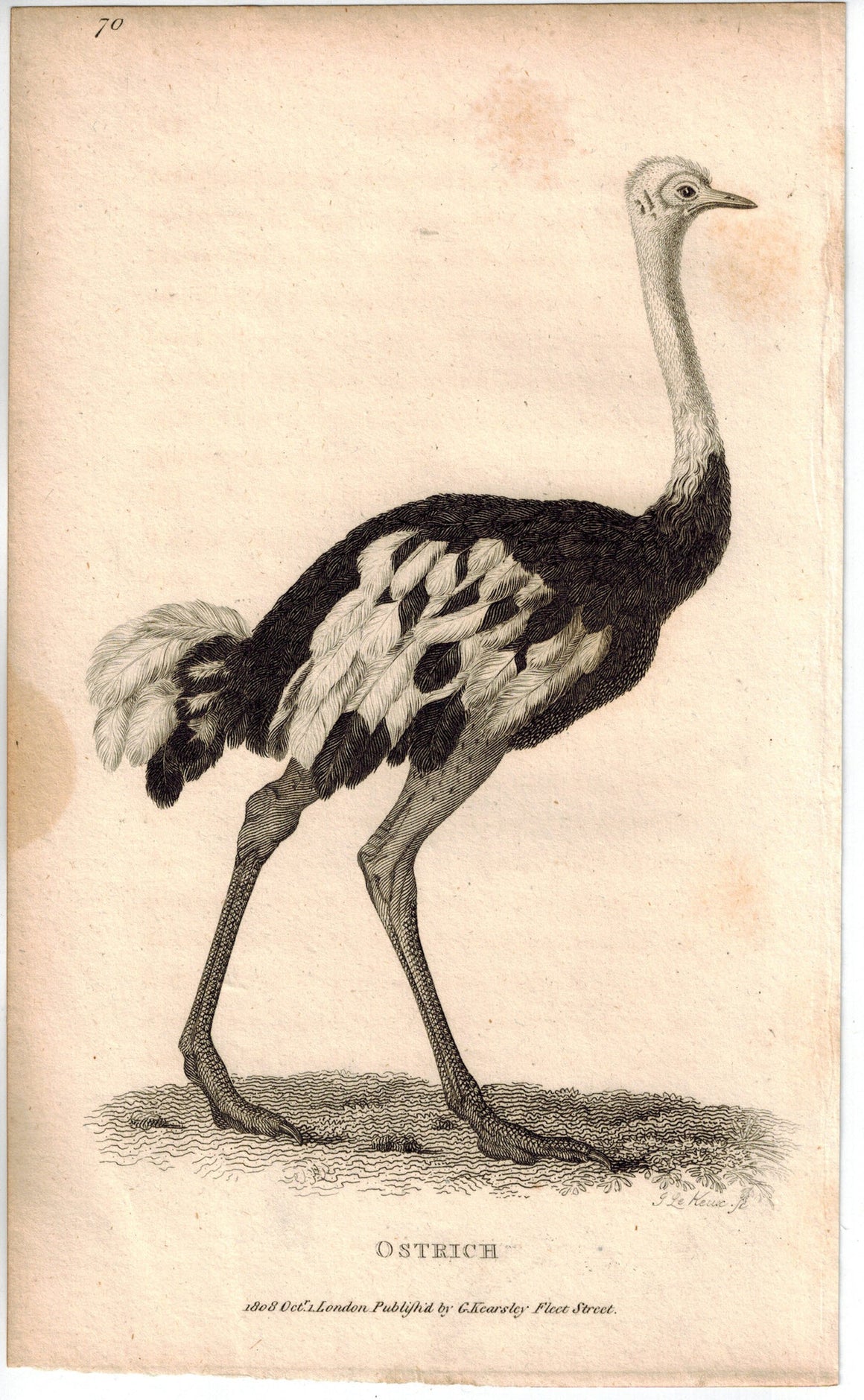 Ostrich Print 1809 George Shaw Original Engraving