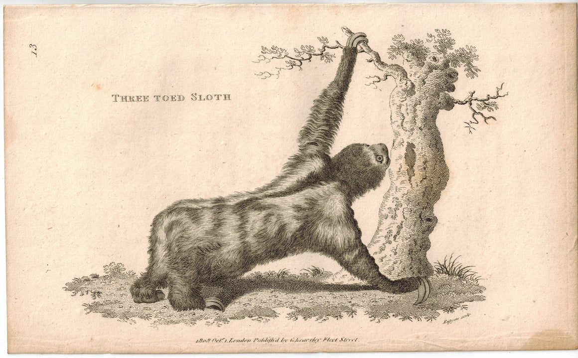 Three Toed Sloth Print 1809 George Shaw Original Engraving