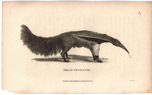 Great Ant-Eater (Anteater) Print 1809 George Shaw Original Engraving