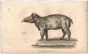 Tapir Print 1809 George Shaw Original Engraving