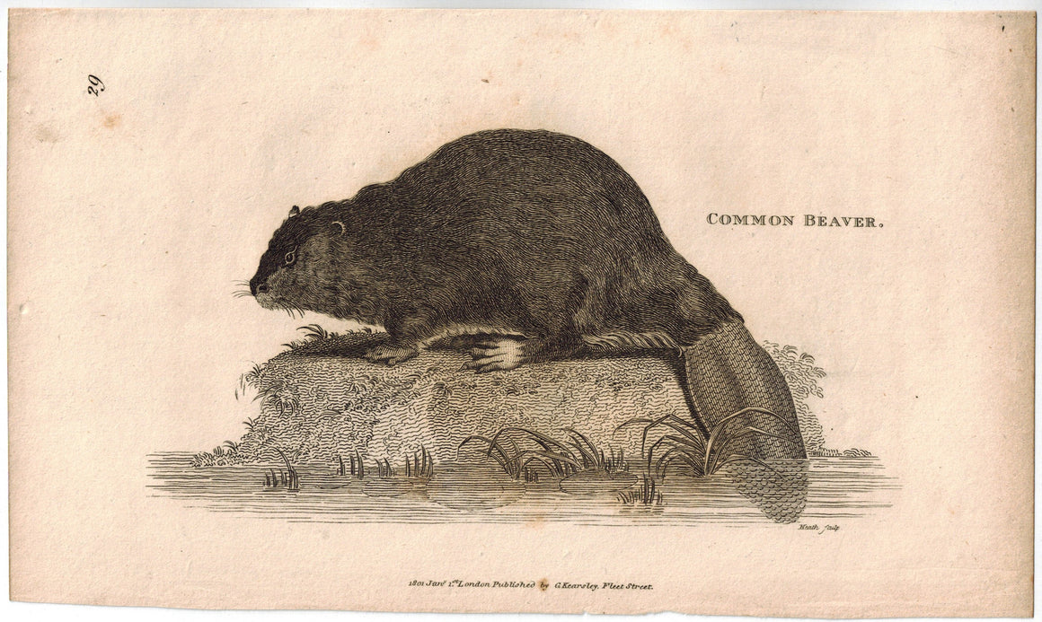 Common Beaver Print 1809 George Shaw Original Engraving