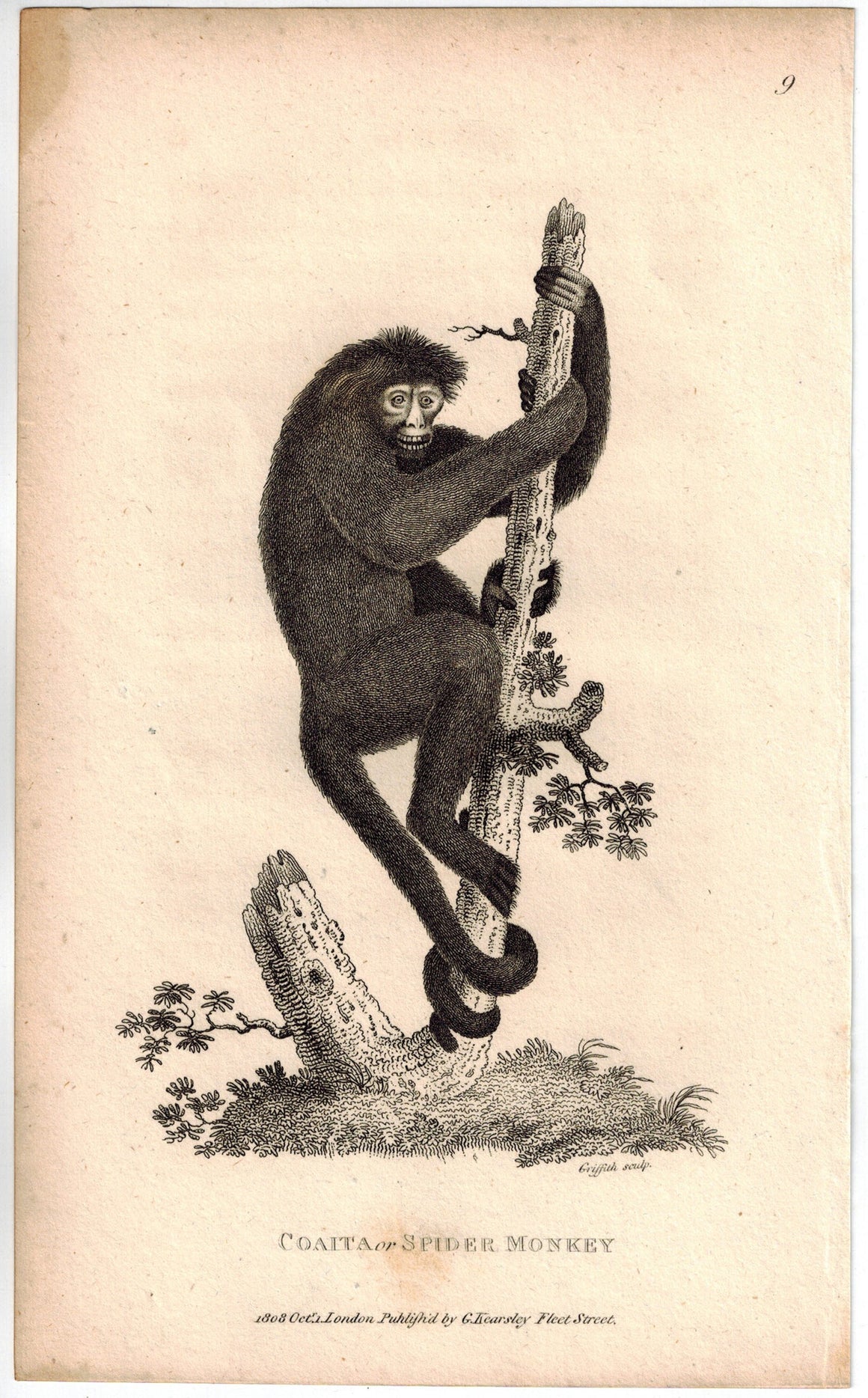 Coaita or Spider Monkey Print 1809 George Shaw Original Engraving