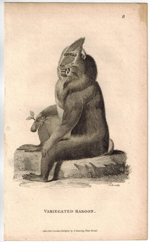 Variegated Baboon Print 1809 George Shaw Original Engraving