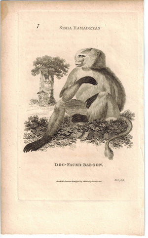 Dog-Faced Baboon Print 1809 George Shaw Original Engraving