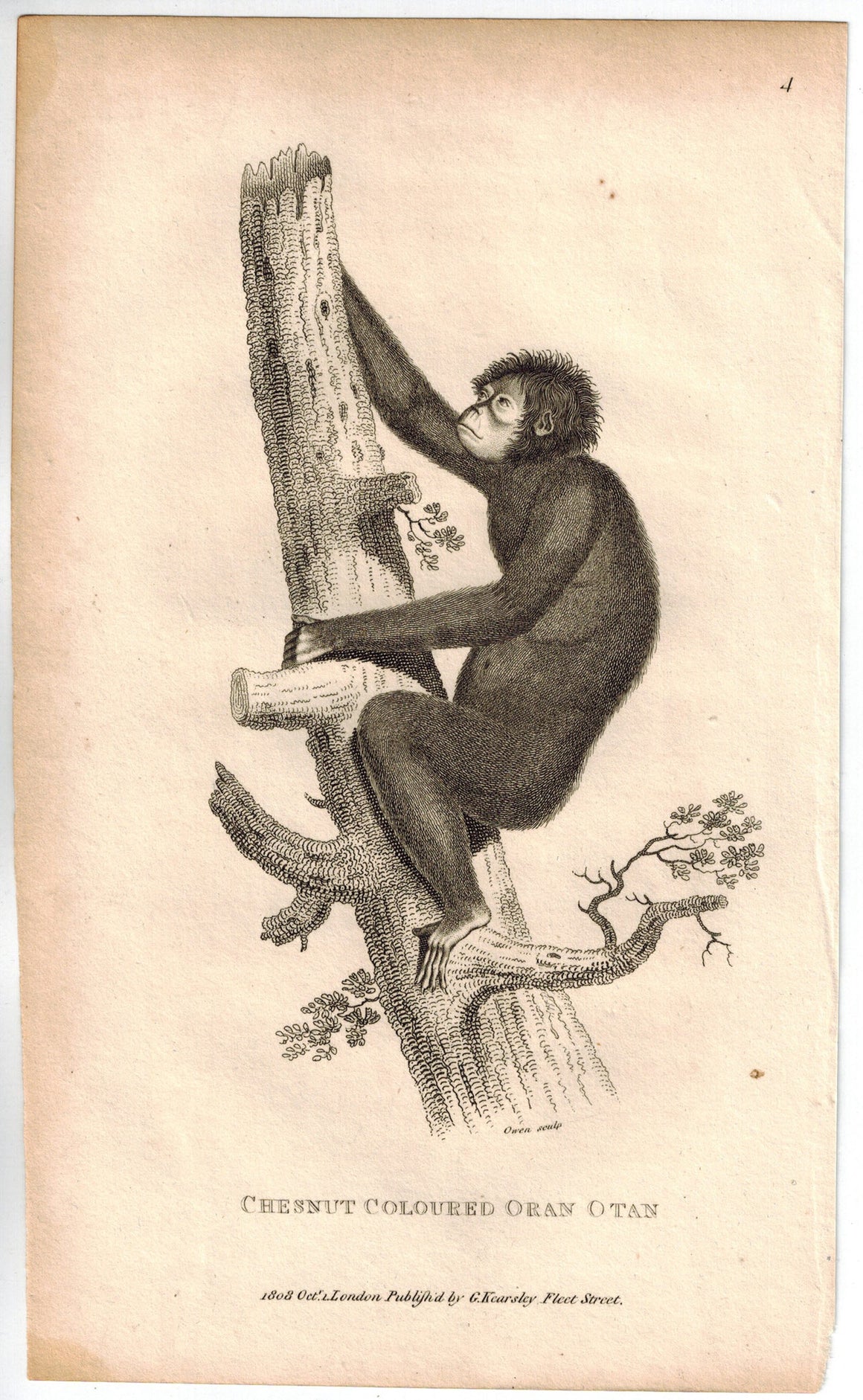 Chestnut Coloured Oran Otan (Orangutan) Print 1809 Original Engraving