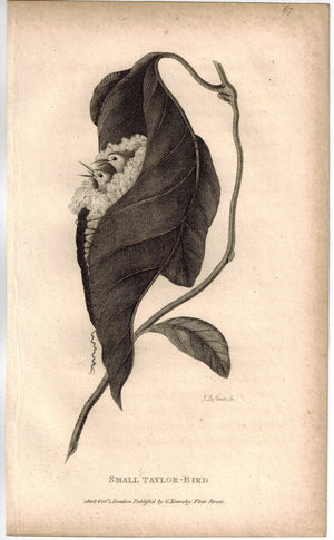 Small Taylor Bird Print 1809 Original Engraving