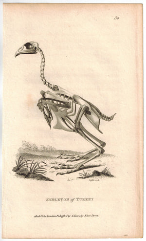 Skeleton of Turkey Bird Print 1809 George Shaw Original Engraving