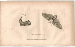 Phalena Vinula Print 1809 George Shaw Original Engraving