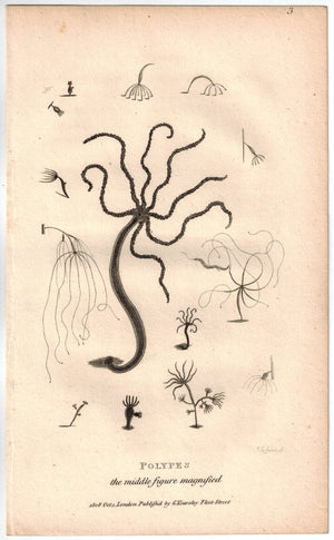 Polypes Hydra Print 1809 George Shaw Original Engraving
