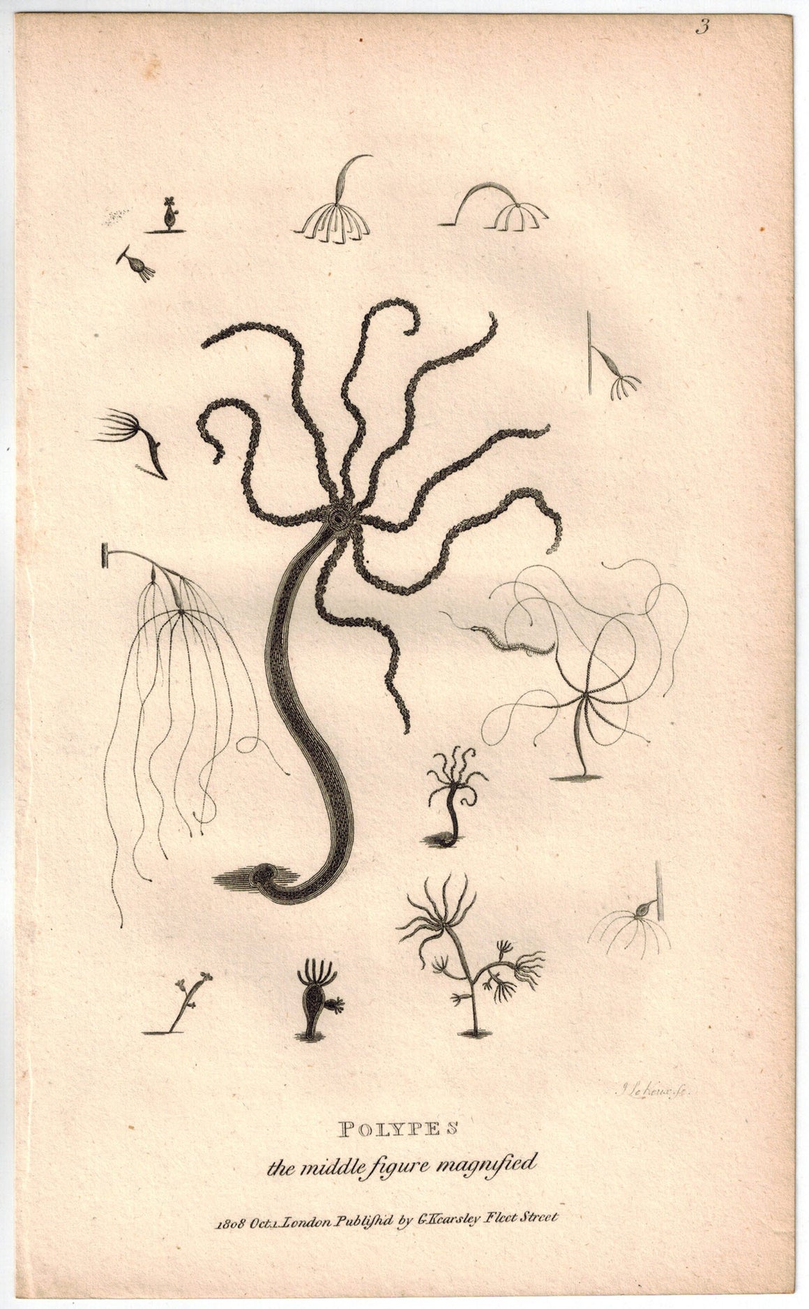 Polypes Hydra Print 1809 George Shaw Original Engraving