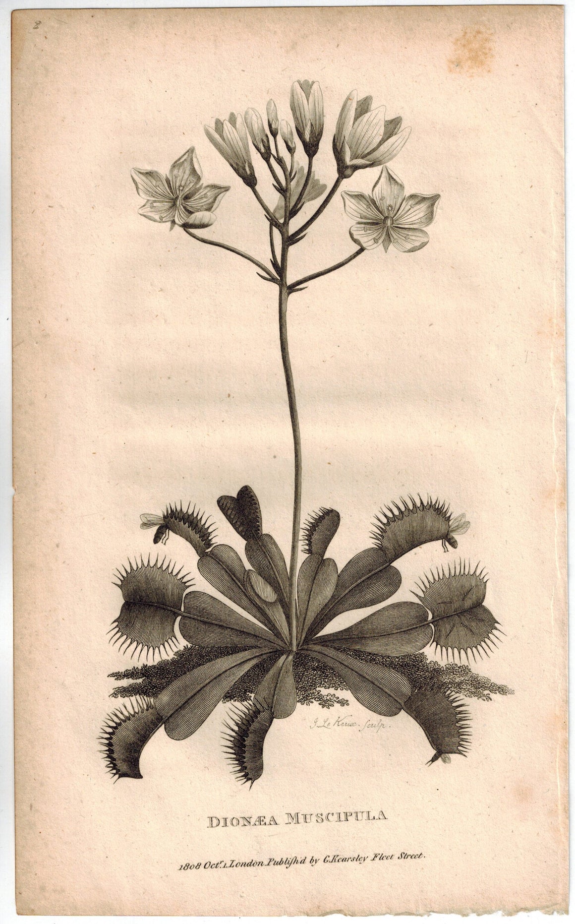 Dionaea Muscipula Venus Flytrap Print 1809 George Shaw Original Engraving