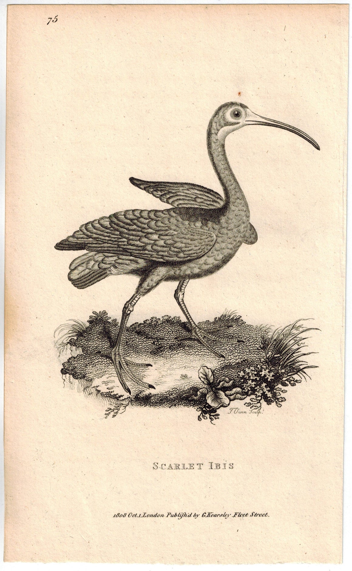 Scarlet Ibis Print 1809 George Shaw Original Engraving