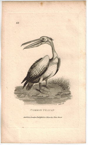 Common Pelican Print 1809 George Shaw Original Engraving