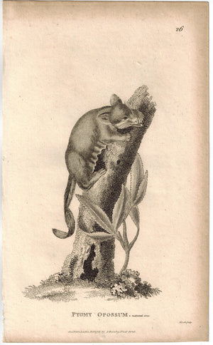 Pygmy Opossum Print 1809 George Shaw Original Engraving