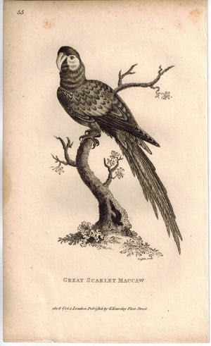 Great Scarlet Macaw Print 1809 George Shaw Original Engraving
