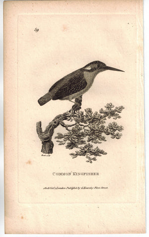 Common Kingfisher Bird Print 1809 George Shaw Original Engraving