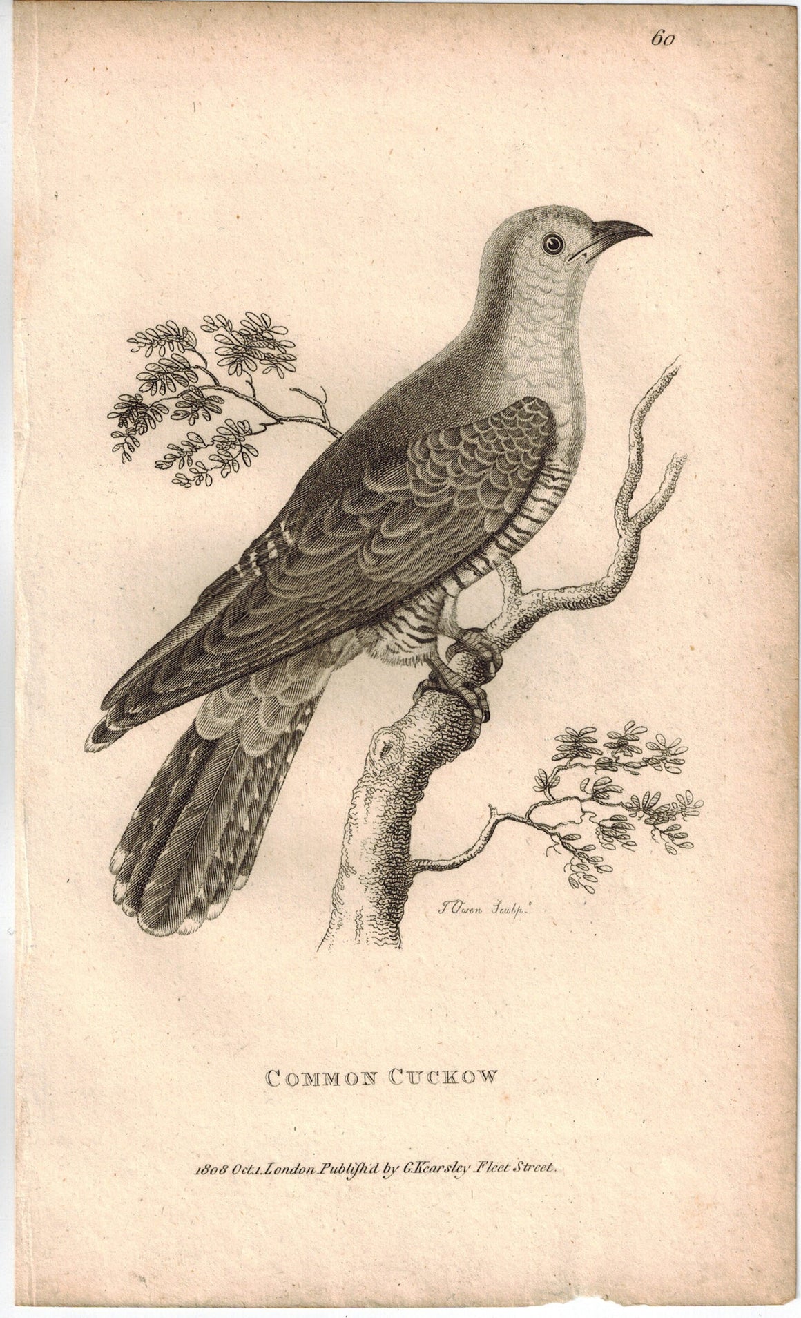 Common Cuckow Bird Print 1809 George Shaw Original Engraving