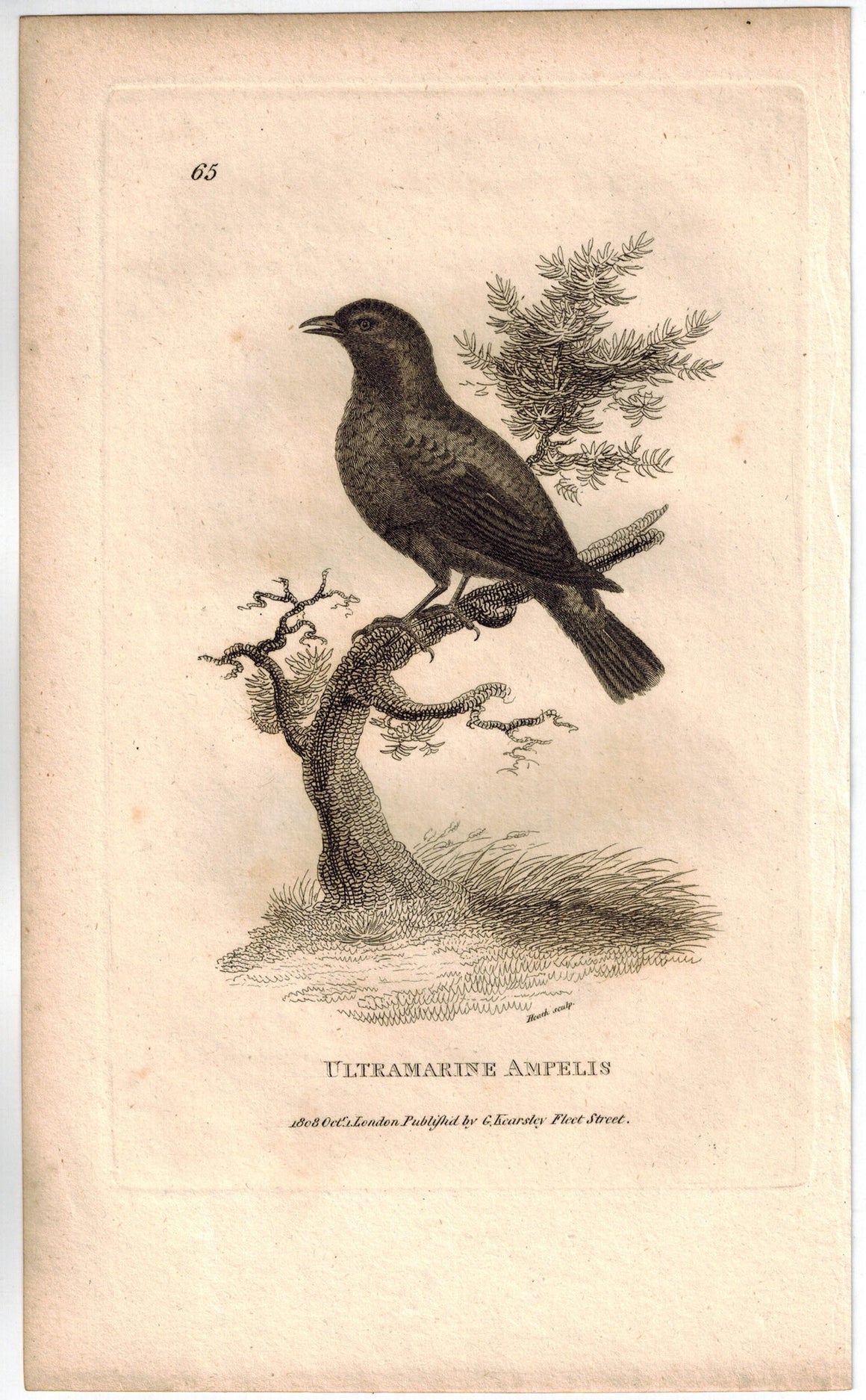 Ultramarine Ampelis Bird Print 1809 George Shaw Original Engraving