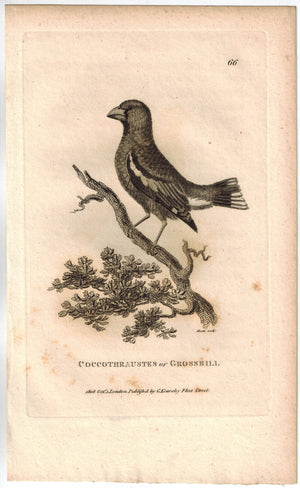 Coccothraustes or Crossbill Bird Print 1809 George Shaw Original Engraving