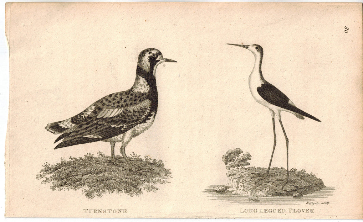 Turnstone & Long Legged Plover Bird Print 1809 George Shaw Original Engraving