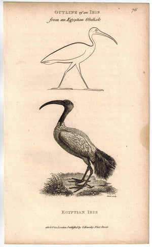 Egyptian Ibis Bird Print 1809 George Shaw Original Engraving