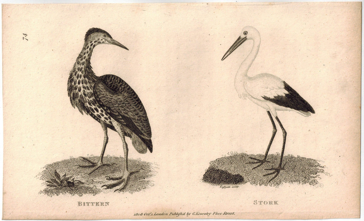 Bittern & Stork Bird Print 1809 George Shaw Original Engraving
