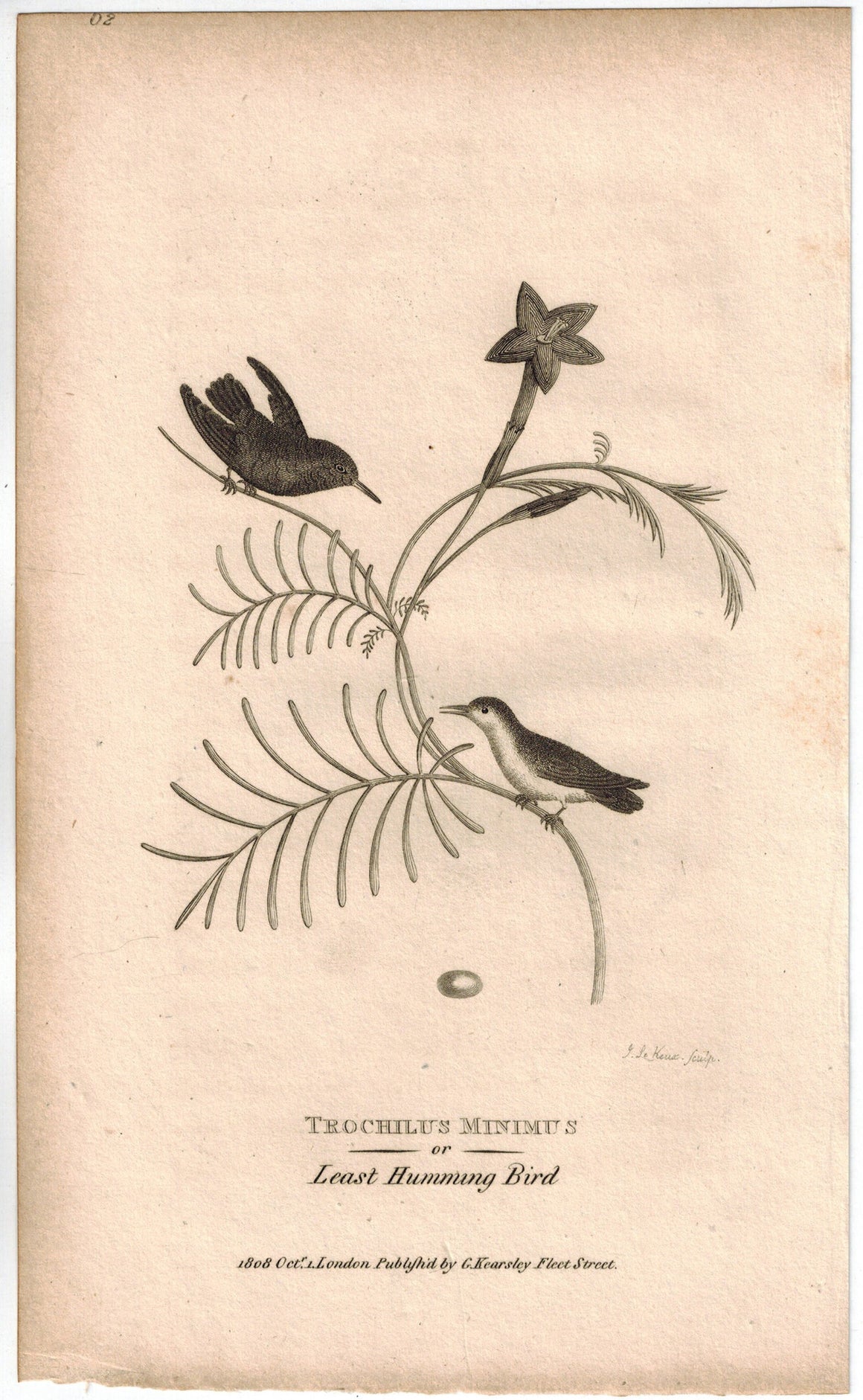 Trochilus Minimus or Least Humming Bird Print 1809 G. Shaw Original Engraving