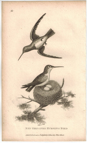 Red Throated Humming Bird Print 1809 George Shaw Original Engraving