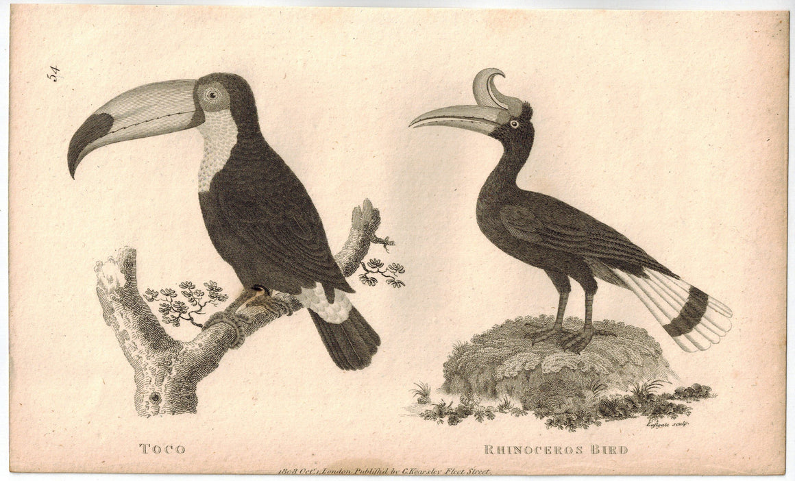 Toco & Rhinoceros Bird Print 1809 George Shaw Original Engraving