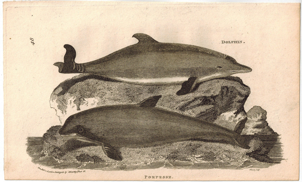 Porpesse Porpoise Print 1809 George Shaw Original Engraving