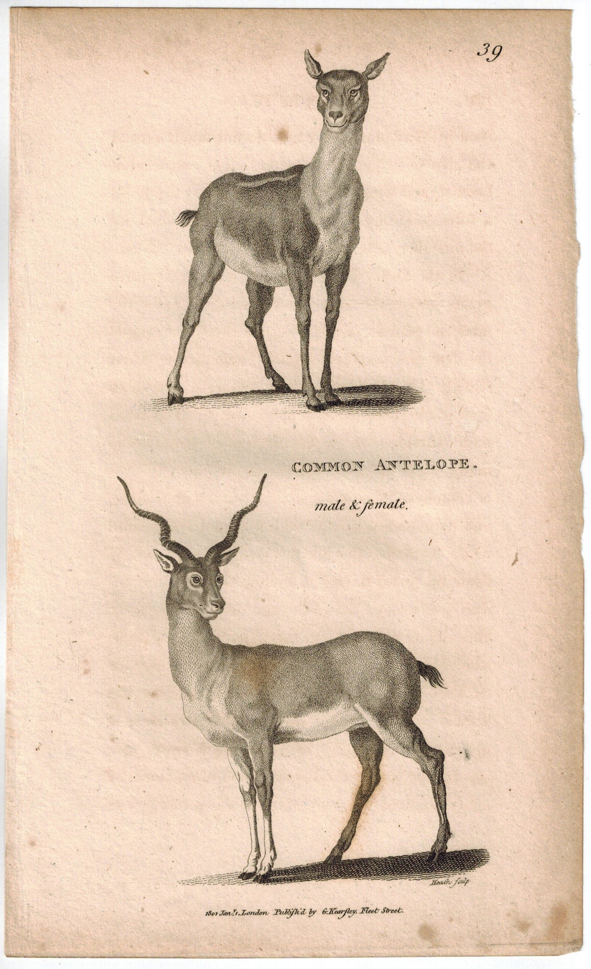Common Antelope Print 1809 George Shaw Original Engraving