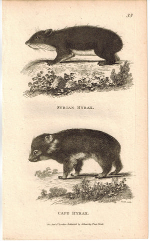 Syrian & Cape Hyrax Print 1809 George Shaw Original Engraving