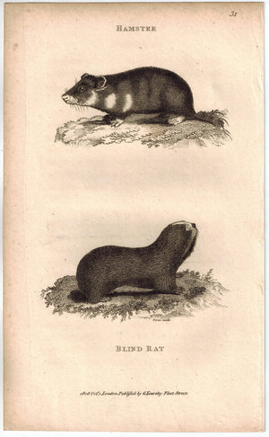 Blind Rat Print 1809 George Shaw Original Engraving