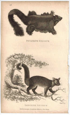 Petaurine & Lemurine Opossums Print 1809 George Shaw Original Engraving