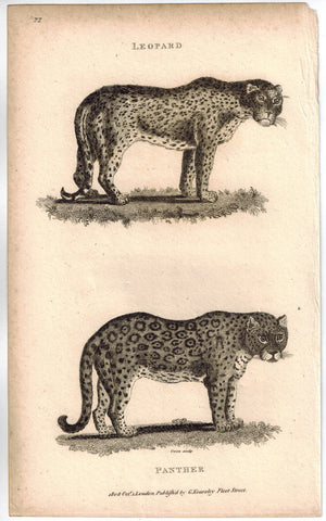 Leopard & Panther Print 1809 George Shaw Original Engraving