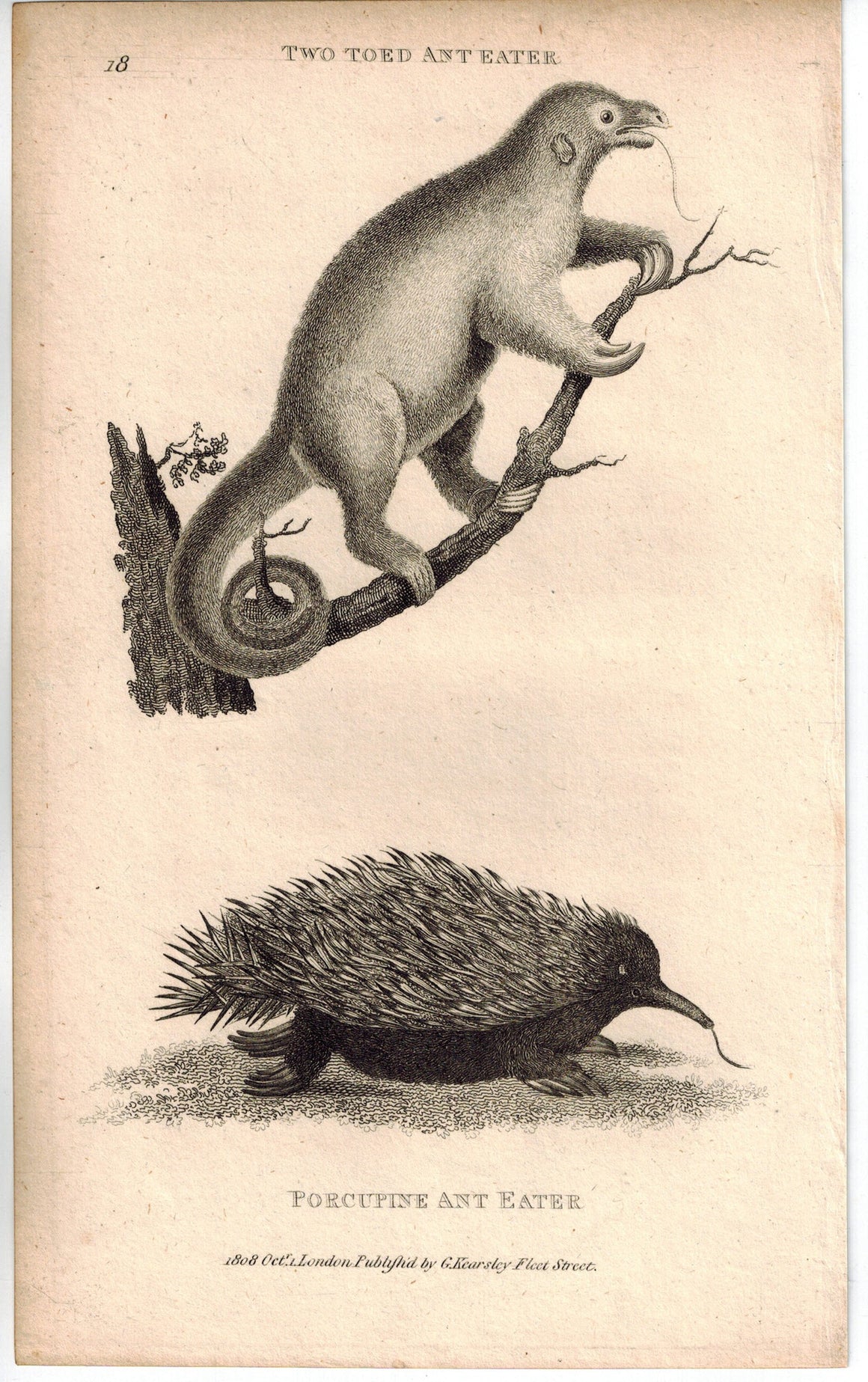 Two Toed Anteater & Porcupine Print 1809 George Shaw Original Engraving