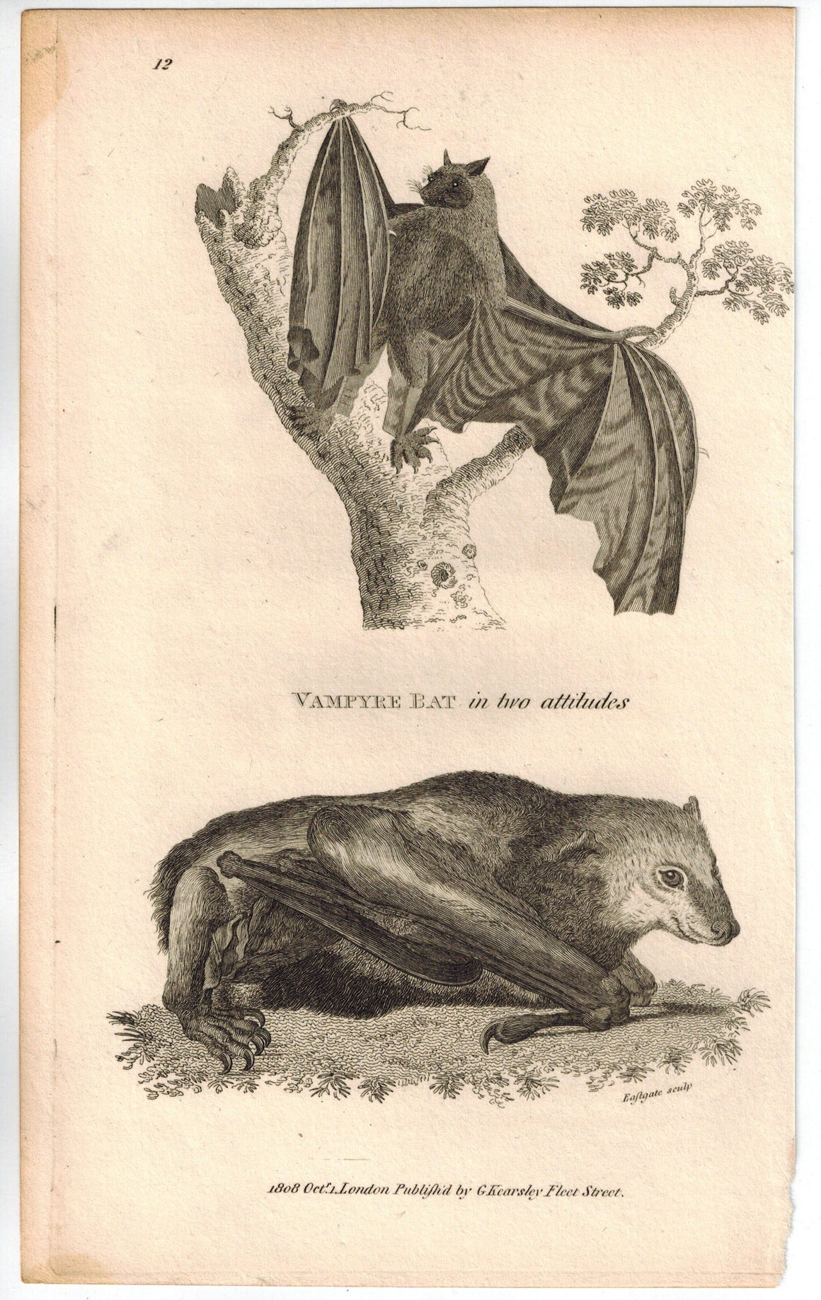 Vampyre Bat in two attitudes Print 1809 George Shaw Original Engraving