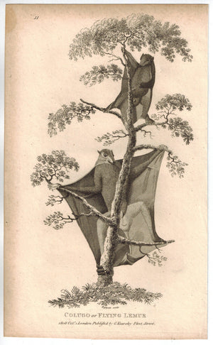 Colugo or Flying Lemur Print 1809 George Shaw Original Engraving