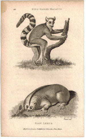 Ring-tailed Macauco and Slow Lemur Print 1809 George Shaw Original Engraving