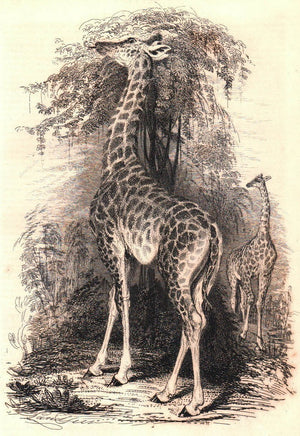 Giraffe Walk by the tree 1836 Original Antique Engraving Print Safari Animal