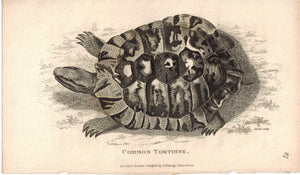 Common Tortoise 1809 Original Antique Engraving Print by Shaw & Griffith