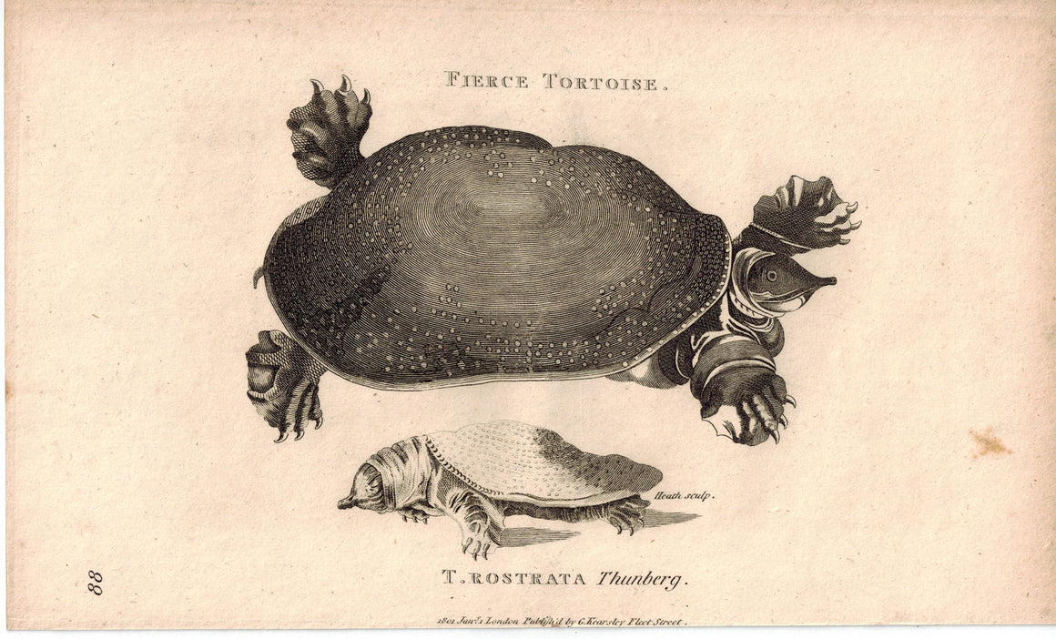 T. Rostrata Softshell Turtle 1809 Original Antique Print by Shaw & Griffith